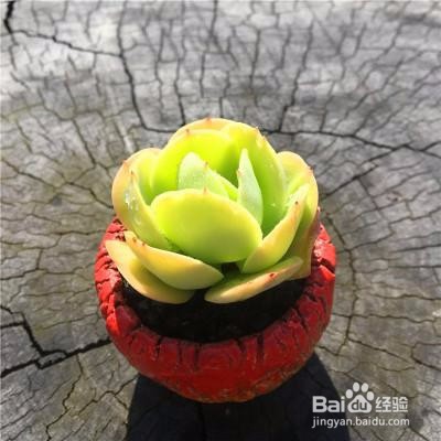 适合冬天养的多肉