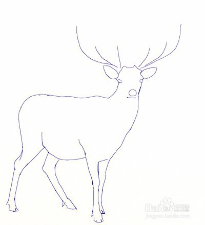 如何画一只鹿——加菲的吃货生活