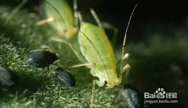 灭蚜虫的最有效方法