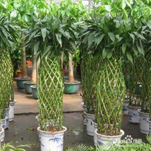 如何养殖富贵竹笼?