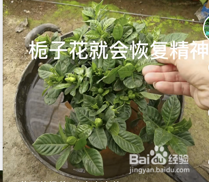 刚买回来的栀子花叶子蔫了怎么办