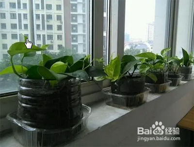 绿萝晒太阳的正确方法