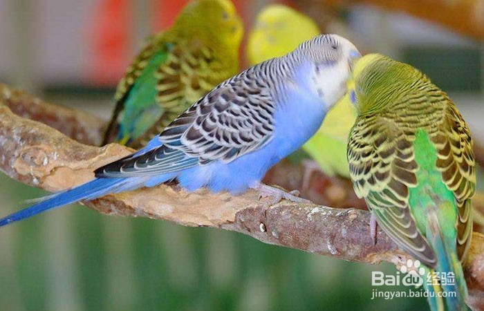 我给虎皮鹦鹉买了只鸟窝但它不进去怎么办