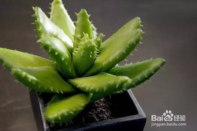 卧室里放盆这个,让你酣睡一整晚!