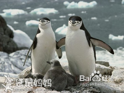 企鹅拼图---儿童益智游戏