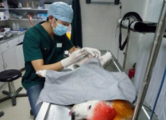 狗狗耳螨小妙招