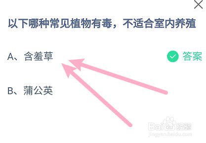 以下哪种常见植物有毒，不适合室内养殖