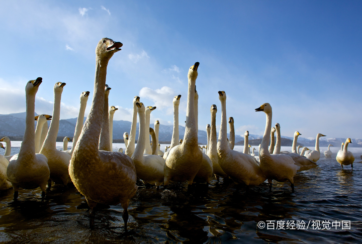 鹅为什么吃泥巴和草