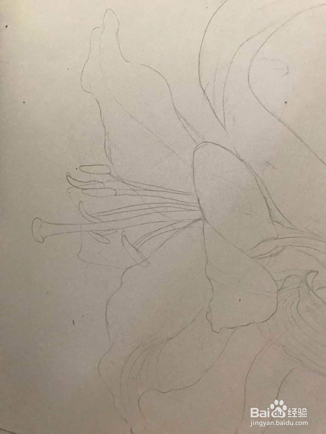 百合花黑白线描画