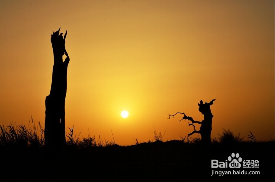 胡杨林旅游攻略：秋光如画 邂逅敦煌胡杨林