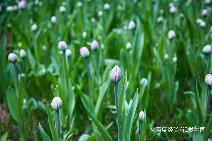 郁金香夹箭的处理方法