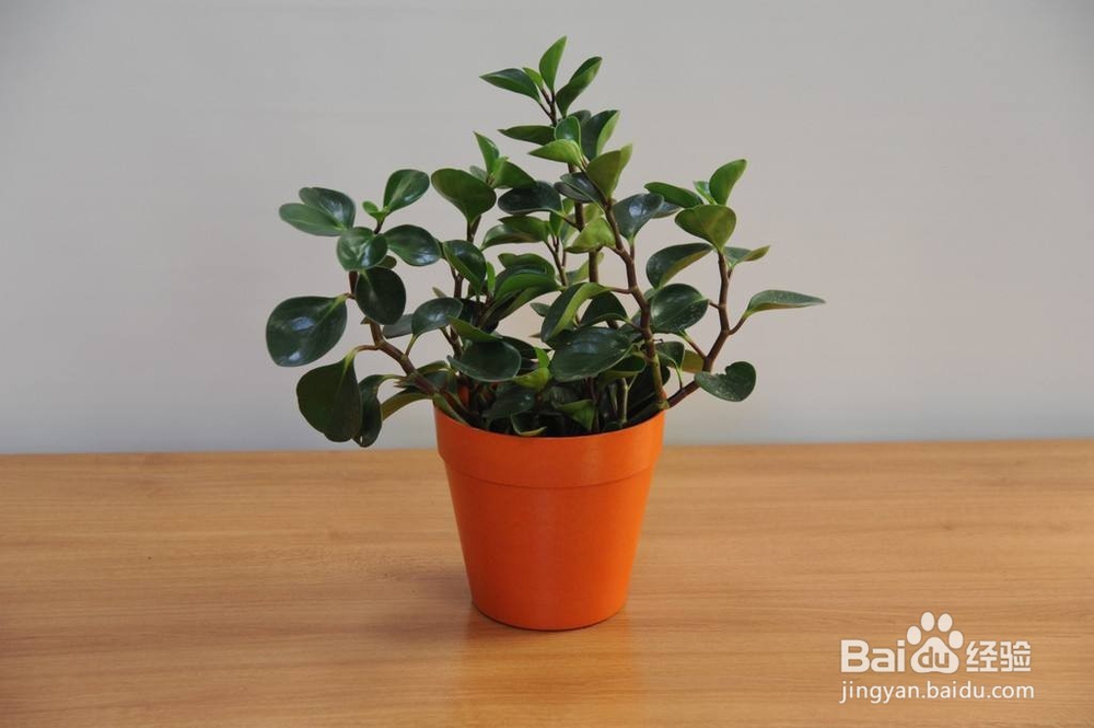 养好盆栽植物应该注意的事项有哪些？