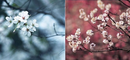 花卉摄影技巧-拍摄樱花的基础技巧