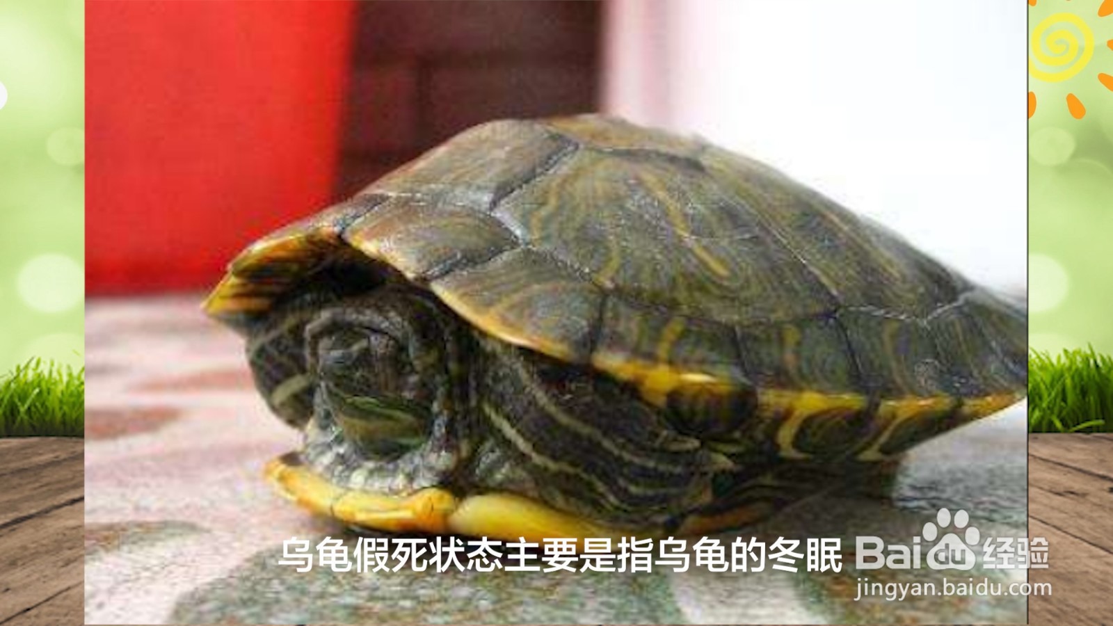 乌龟的假死状态