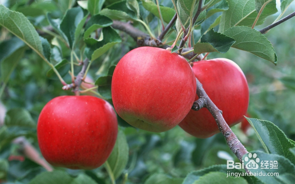 八种常见食物 助你的血管畅通无阻！！！