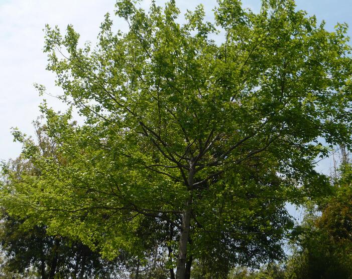 乔木与灌木的区别