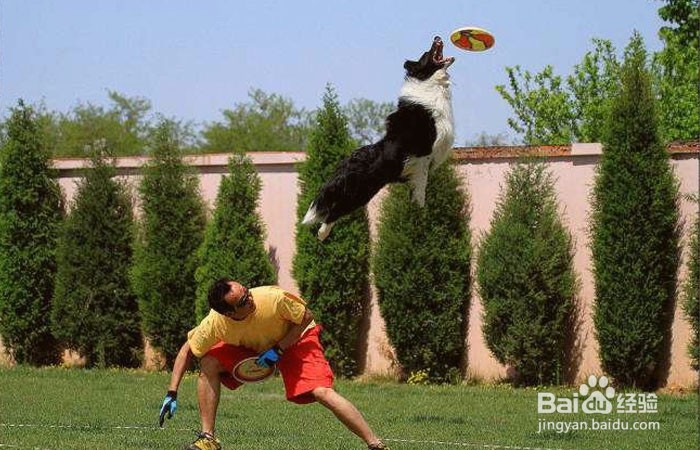 如何在狗市上挑选一只边牧