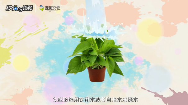 绿萝的养殖的注意事项有哪些