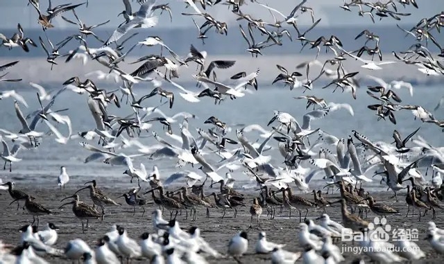 2019年天津赶海拾贝攻略