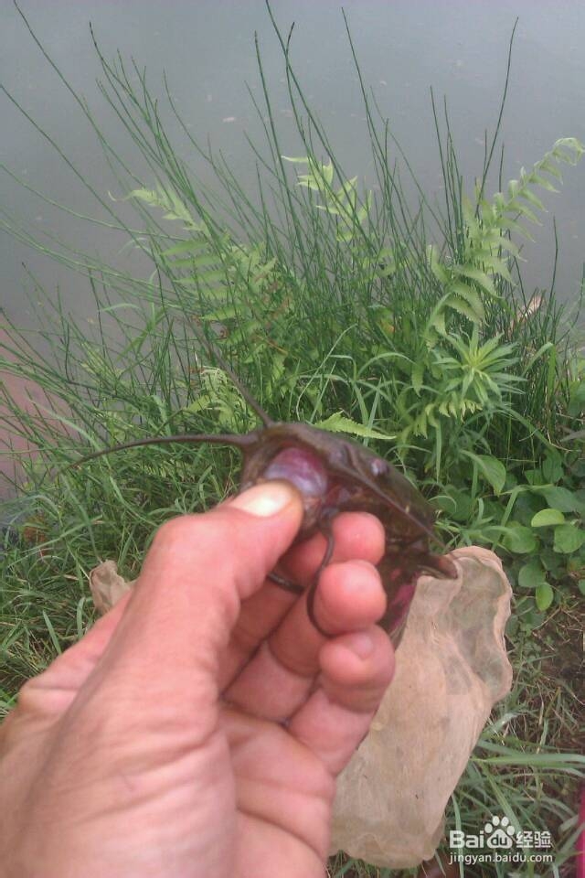教你钓到鱼后怎样徒手抓塘角鱼和鲶鱼不伤到手