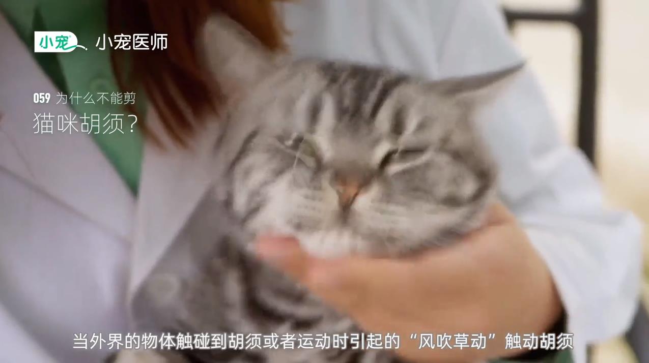猫咪胡须有什么作用