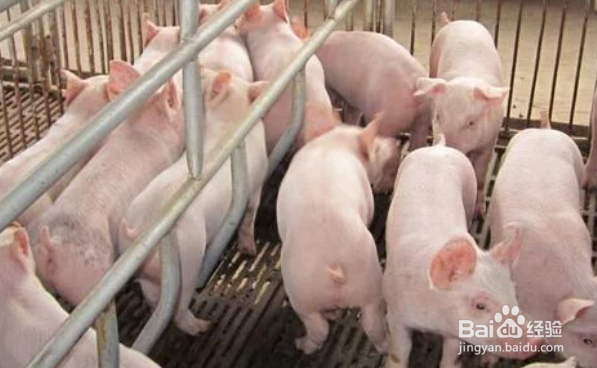 养猪场怎样除臭