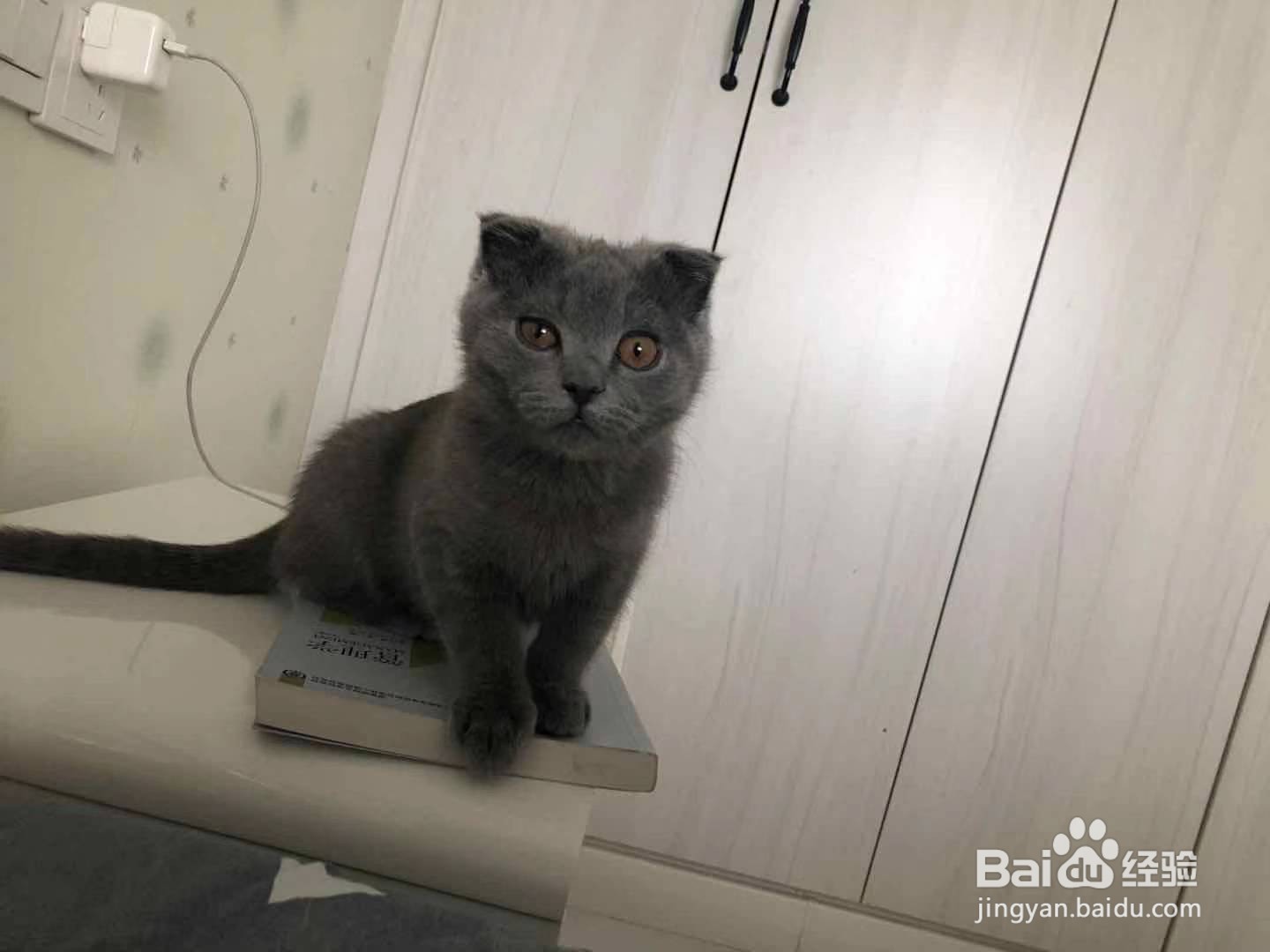 猫咪在床上尿尿怎么办