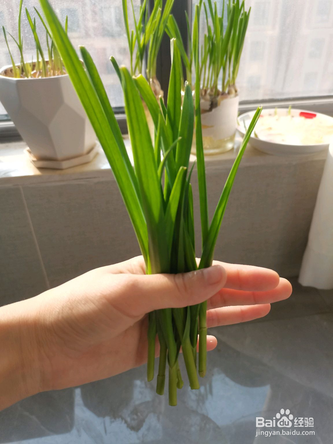 干锅土豆片超下饭的做法