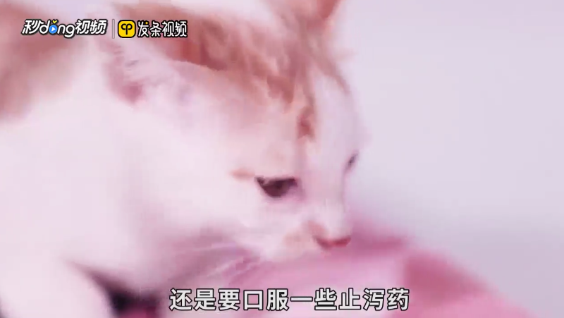 猫拉肚子但是精神很好是什么原因