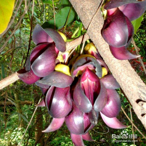 常春油麻藤的养殖方法和养殖技巧