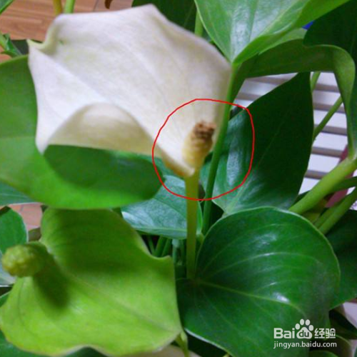 白掌叶尖干枯怎么处理？
