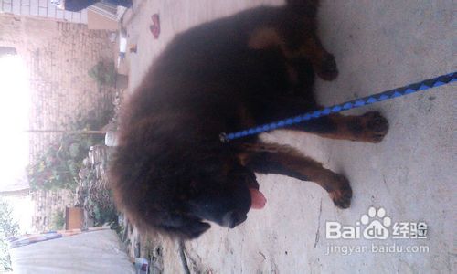 藏獒狗狗翻越高墙的详细训练法是什么