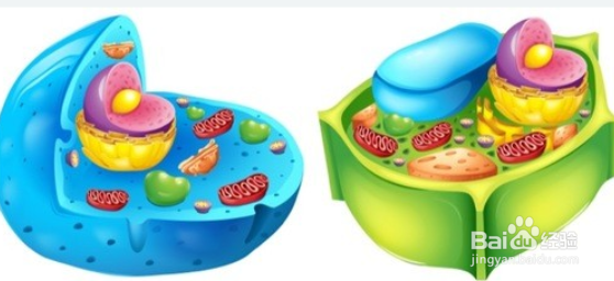 如何喂奶越喂越瘦？哺乳期健康减肥攻略