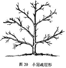 果树如何修剪