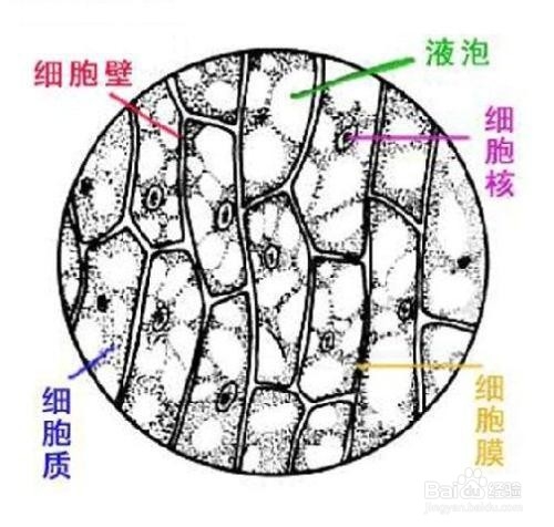 如何判断一种物质是具有生命特征是生命物质。