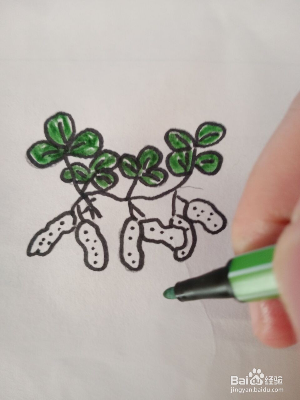 花生简笔画