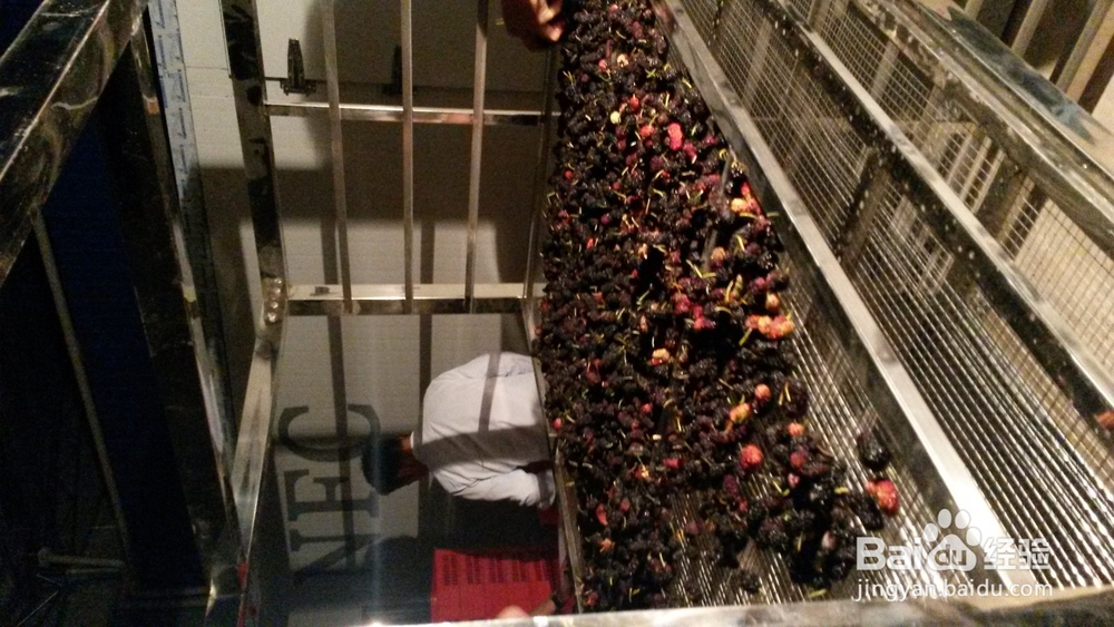 桑葚烘干机的作用,桑椹烘干机的使用