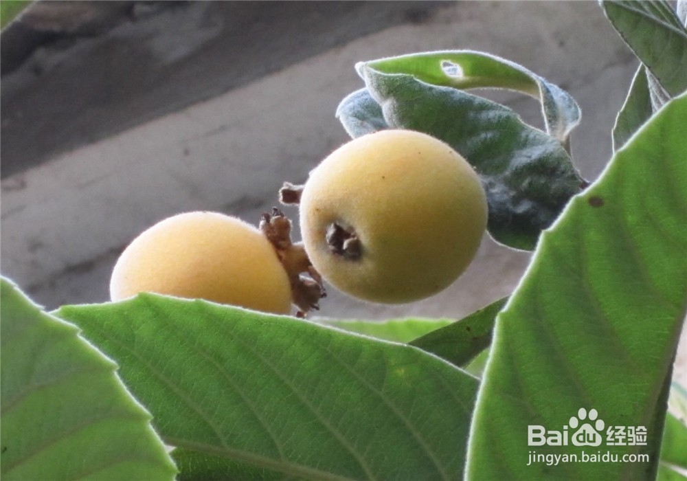 购买枇杷的经验