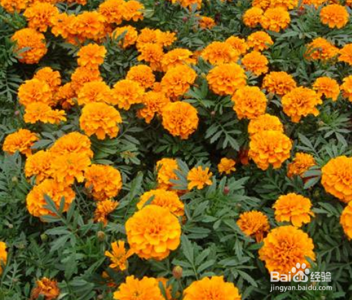 怎样栽培金盏菊?