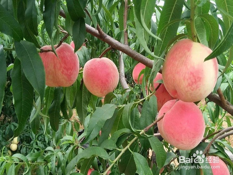 怎样管理好水蜜桃