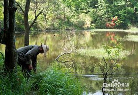 立春后野河如何钓鲤鱼