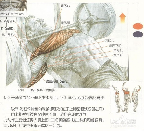 有什么动作可以练胸肌