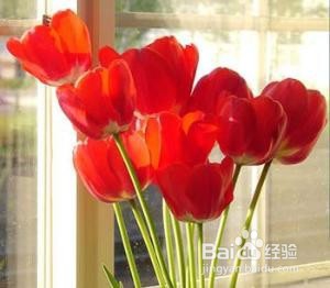 卧室内绝不能摆放的11种花