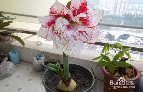 朱顶红的养殖方法和注意事项