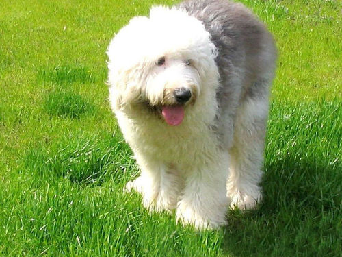 给古牧做绝育的五大理由