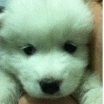 把萨摩耶到寄养中心的都有那些注意事项