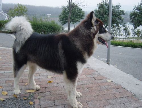 阿拉斯加雪橇犬怎样美容