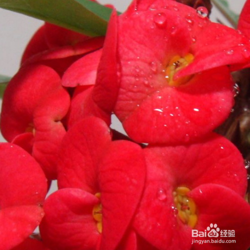 海棠树叶子为什么会发黄?