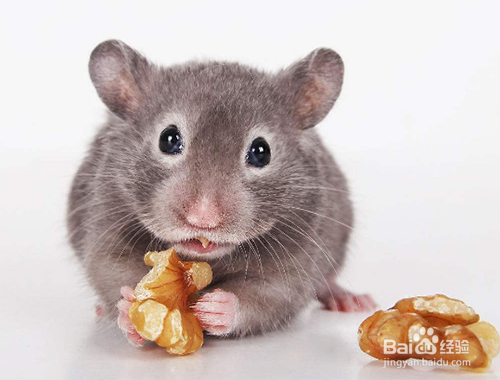 比较适合女孩子养的宠物有哪些?