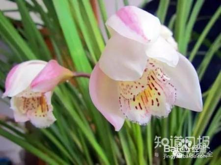 100种兰花品种图鉴，花开瞬间，艳冠群芳！
